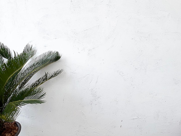 Close up cycad tree with white background