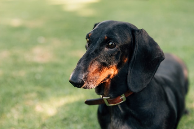 Close-up of dachshund dog