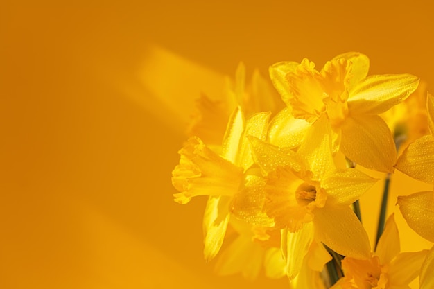 Close up of daffodils flowers on yellow background