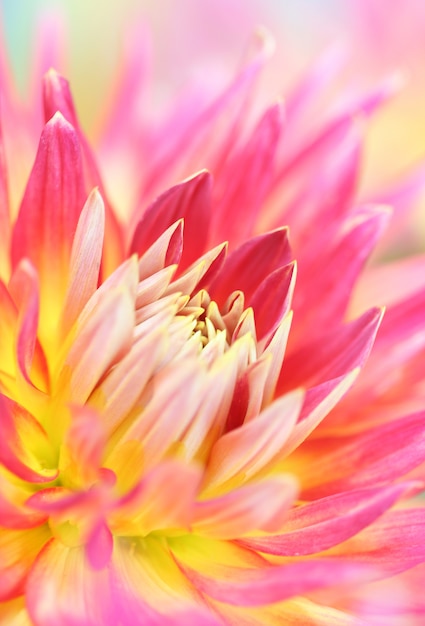 Close-up of  dahlia flower