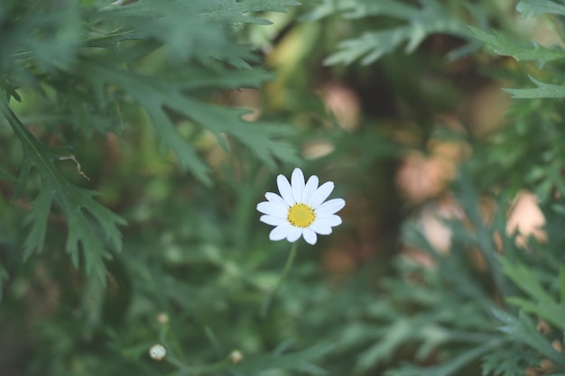 Close-up of daisy blooming in park