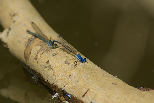 Close-up of damselfly on leaf