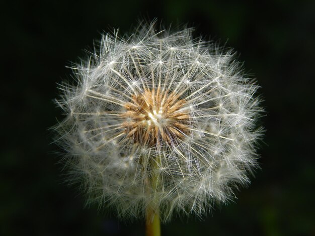 Close-up of dandelion against black background