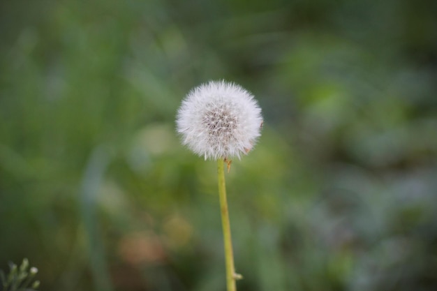 Photo close-up of dandelion against blurred background