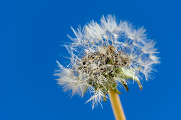 Close-up of dandelion against clear blue sky