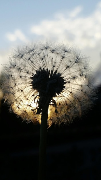 Photo close-up of dandelion against sky