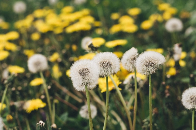 Close-up of dandelion blooming outdoors