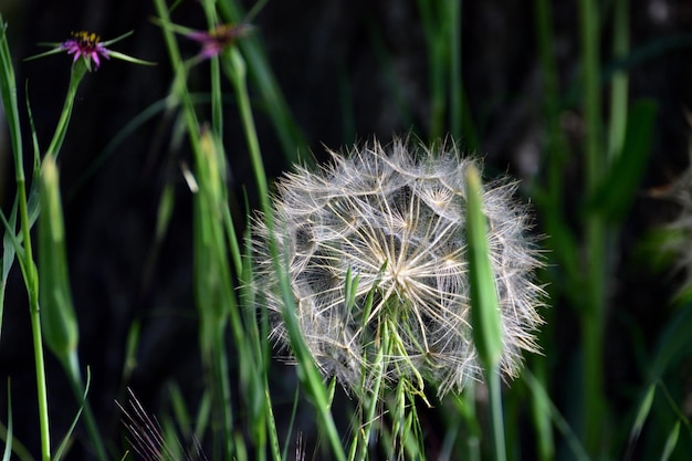 Close-up of dandelion on field