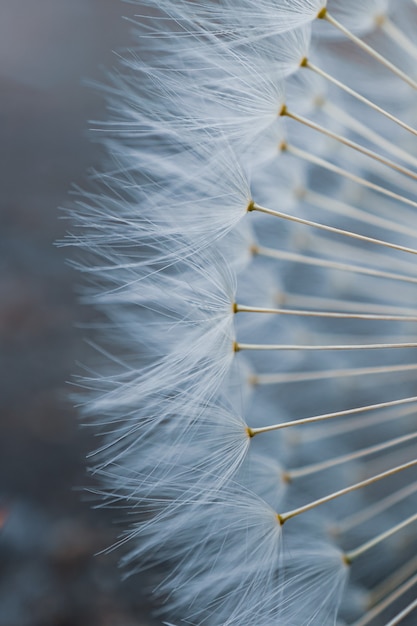 Close up of the dandelion flower seed in springtime