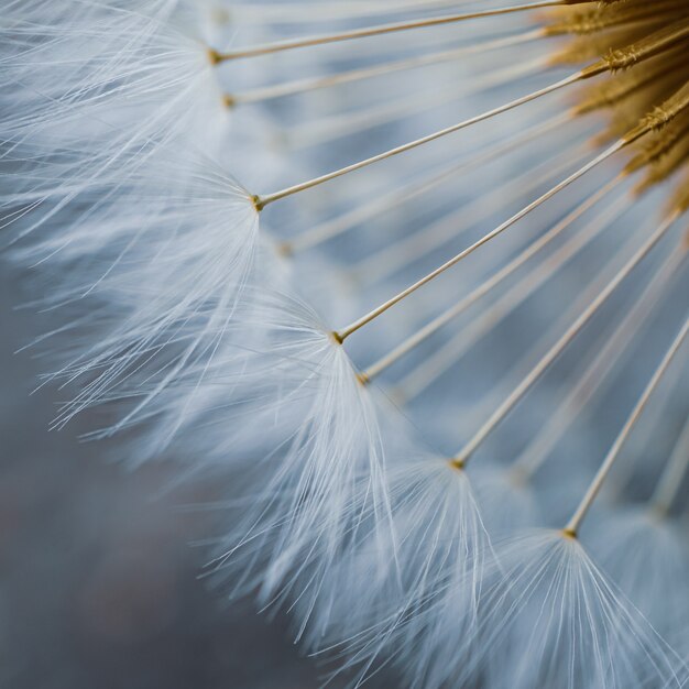 Close up of the dandelion flower seed in springtime