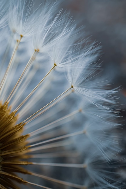 Close up of the dandelion flower seed in springtime