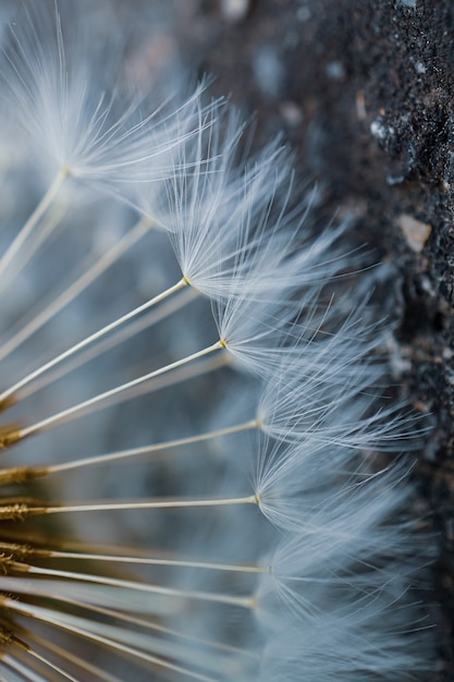 Close up of the dandelion flower seed in springtime