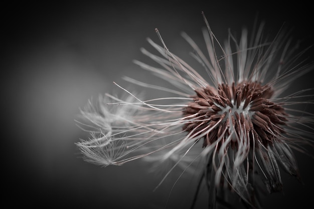 Close-up of dandelion on plant