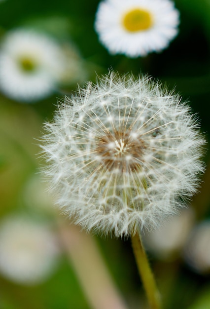 Photo close-up of dandelion