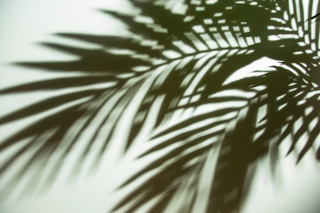 Close-up of dark green blurred palm leaves shadow on white backdrop