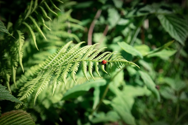 Close up dark green fern in the forest. Beautiful ferns green foliage leaves. Natural floral background