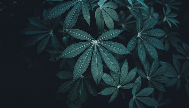 Close-Up Of  Dark green leaves black background