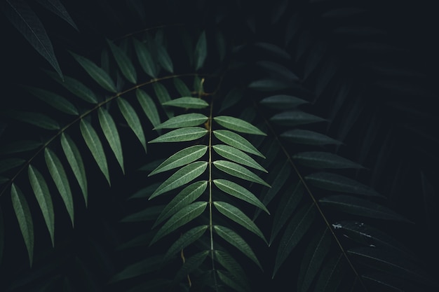 Close-Up Of  Dark green leaves black background