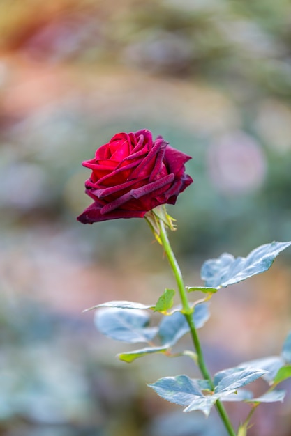 Close up of dark red rose Black Baccara in garden with green background