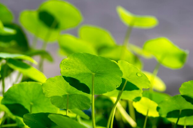 Close up of Daun Pegagan, Centella asiatica leaves, in shallow focus