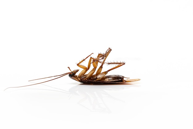 Close up dead cockroach isolated on a white background.