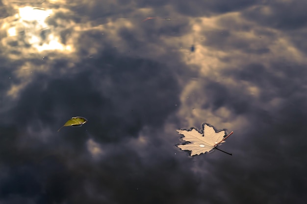 Close-up of a dead leaf on a river. Clouds reflecting on the surface of a river