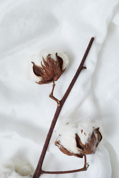 Photo close-up of dead plant