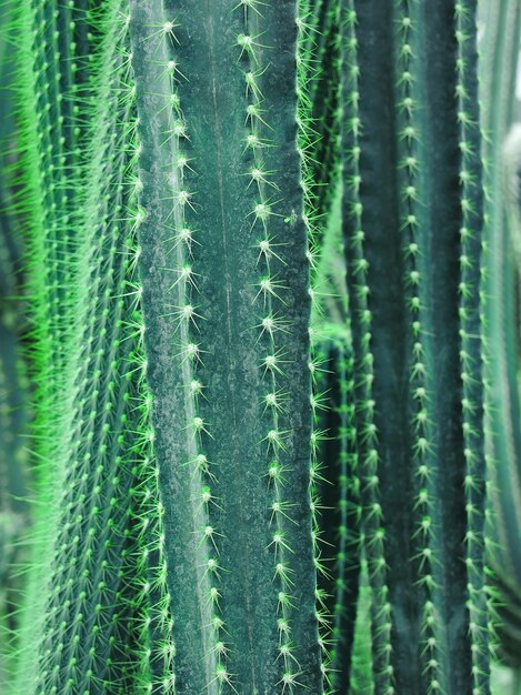 Close-up of deep blue-green cardon cactus