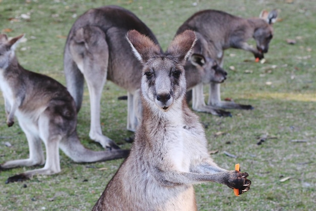 Photo close-up of deer eating grass