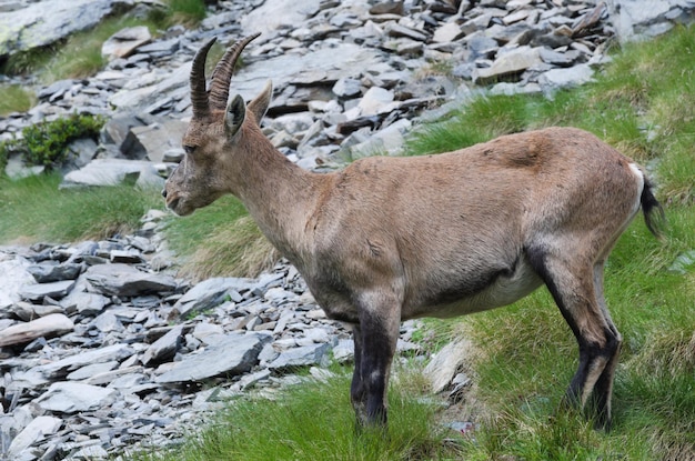 Photo close-up of deer on field