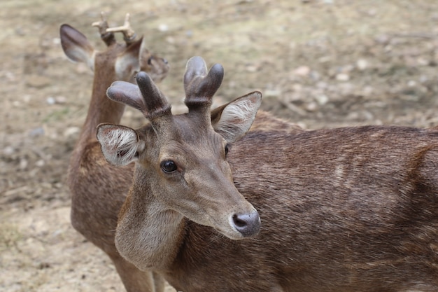 Close up deer head