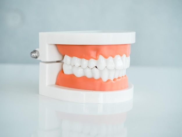 Close up of denture tooth side view acrylic human jaw model on white table isolated on grey background Plastic artificial human teeth for studying oral hygiene in the dental clinic