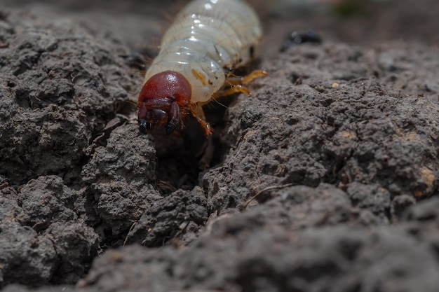 close up detail of alien worm