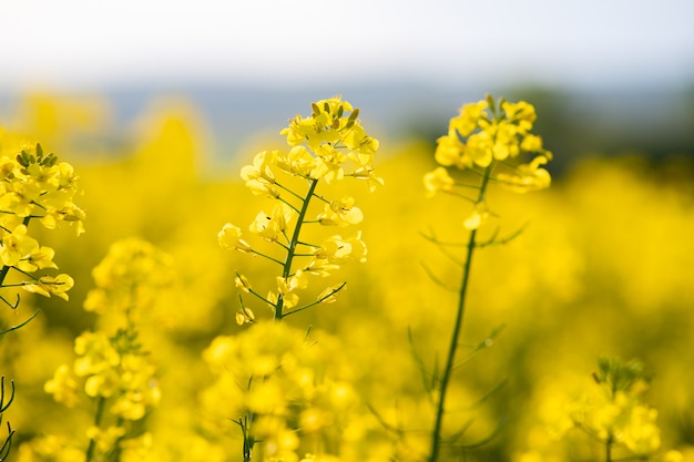 Close up detail of blooming yellow rapeseed plants in agricultural farm field in spring.