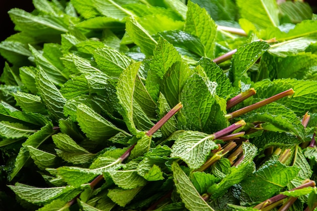 close up detail of cut mint good herb