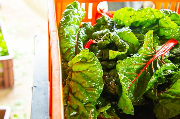 close up detail of cut swiss chard