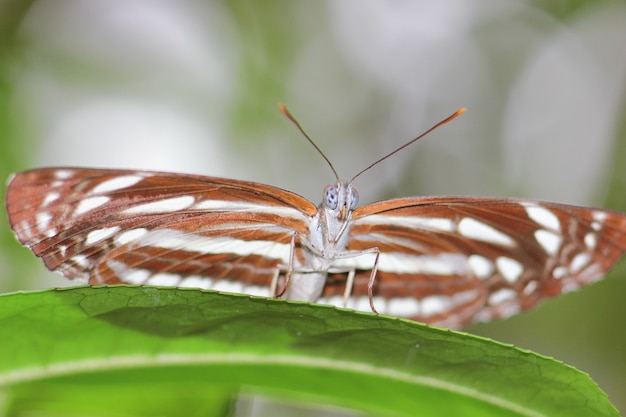 Close up detail macro brow color butterfly