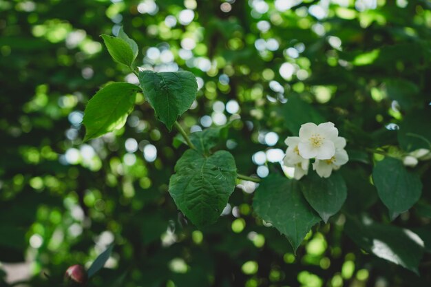 Close up Detail of a white flowers plant in the forest Beautiful Background pattern for design