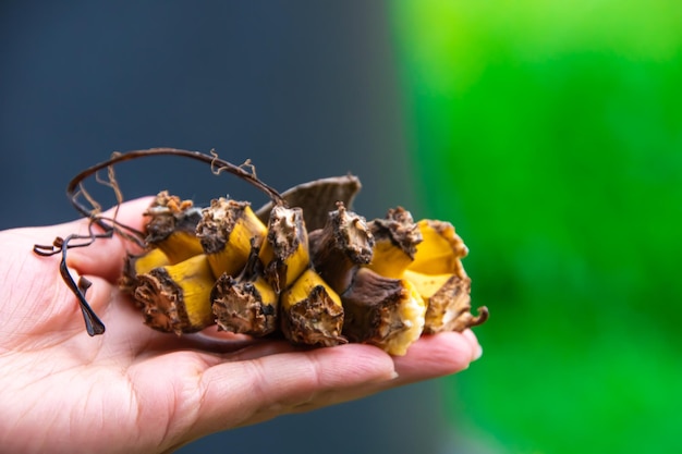 close up detail of woman hand holding organic banana peel