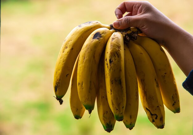 close up detail of woman hand holding organic bananas