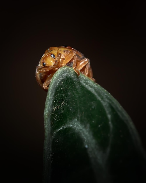 Close up detailed of ladybug39s face