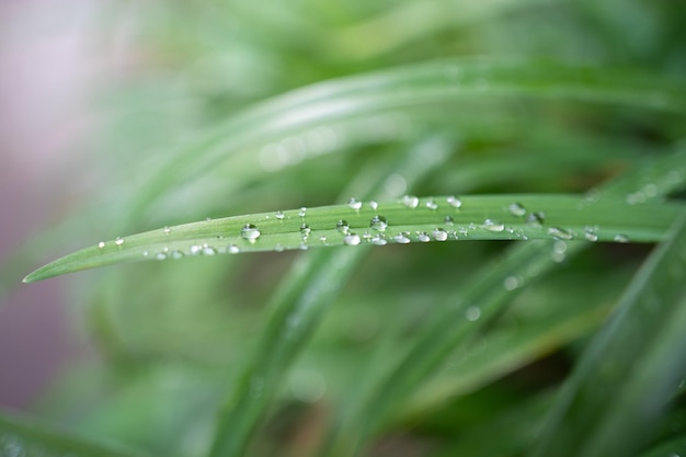 Close up of dew drops on grass in the morning