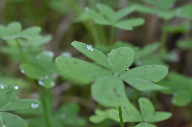 Photo close-up of dew drops on plant leaves