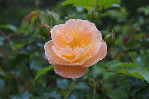 Close-up of dew drops on rose