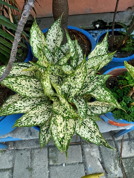 Close up of dieffenbachia plant