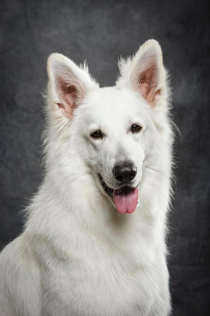 Close-up of dog against wall