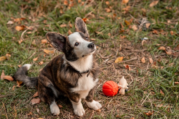 Close up dog in autumn leaves