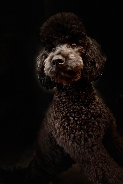 Close-up of a dog over black background