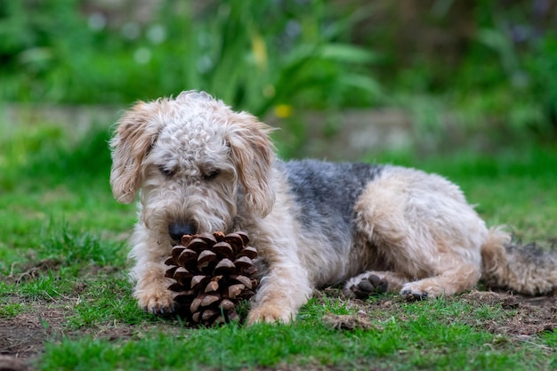 Photo close-up of a dog on field