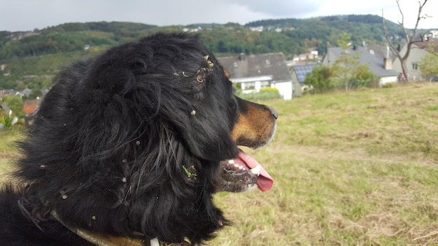 Photo close-up of dog on field